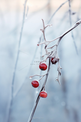 果实冰天枝叶背景 果实冰天枝叶背景