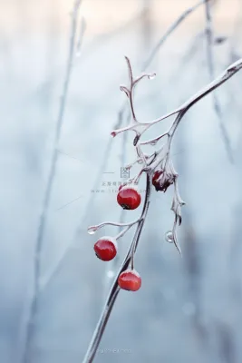 果实冰天枝叶背景 果实冰天枝叶背景