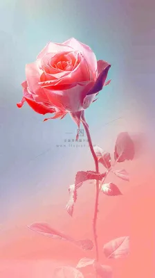 渐变玫瑰花创意插画情人节背景