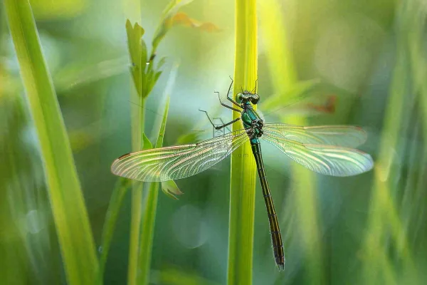 夏天植物绿叶上的蜻蜓绿意昆虫立夏夏至小暑大暑摄影图