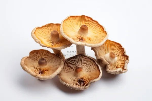 香菇蘑菇干货实物菌类摄影图