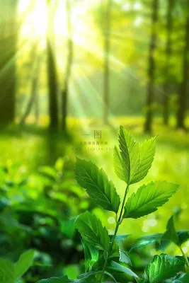 阳光绿叶森林大自然风景绿意春分夏至立夏清新摄影图
