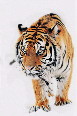 东北虎冬天雪地里的老虎摄影图