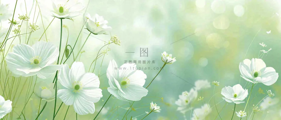 清新白色小花野花野草春天萌芽手绘,春分 清新白色小花野花野草春天萌芽手绘,春分