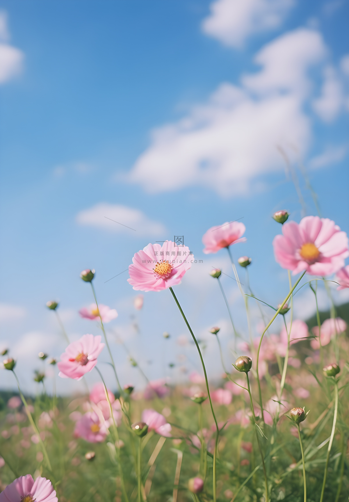 春夏蓝天白云花草绚丽摄影海报素材背景