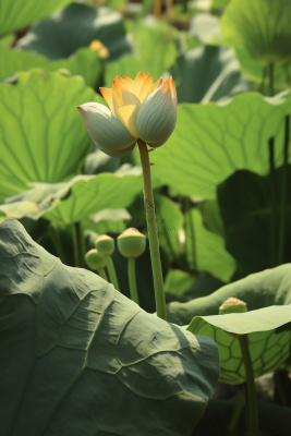 绿色简约节气清新意境背景