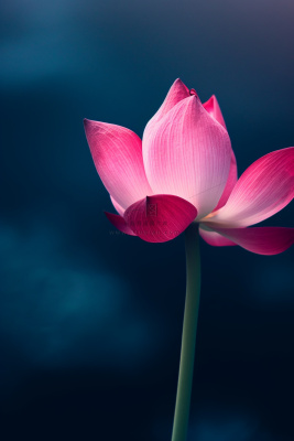 粉色唯美莲花大气背景