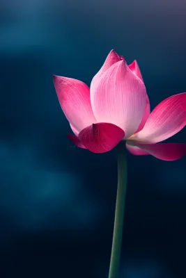 粉色唯美莲花大气背景 粉色唯美莲花大气背景