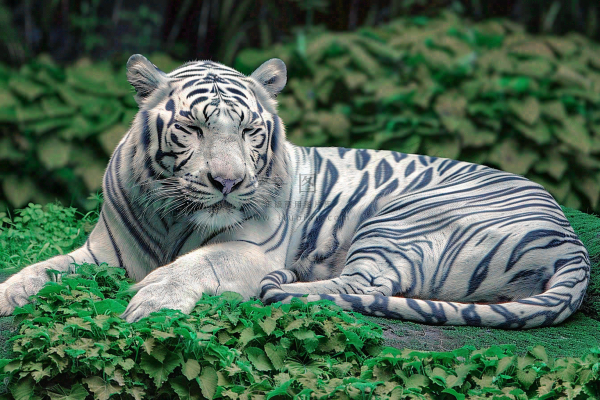 白虎动物园里趴着休息的老虎摄影图 白虎动物园里趴着休息的老虎摄影图