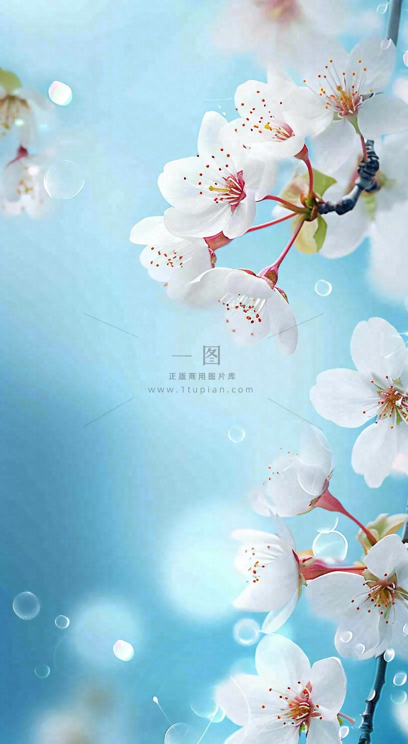 春天浪漫白色樱花花朵，立春春分摄影图