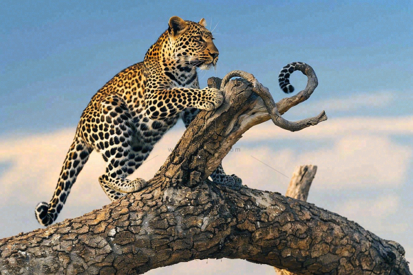 猎豹树干树枝上保护动物摄影图