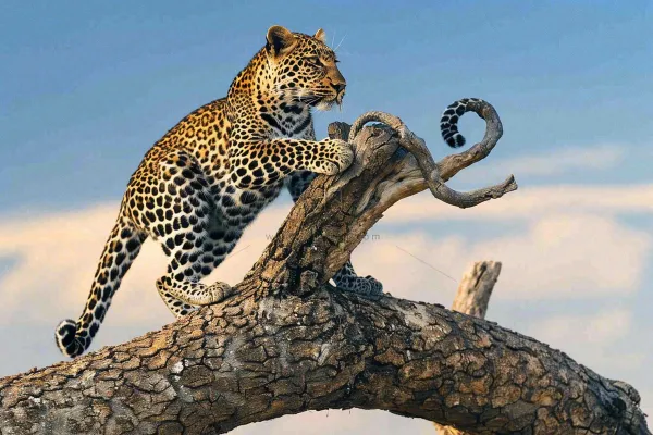 猎豹树干树枝上保护动物摄影图