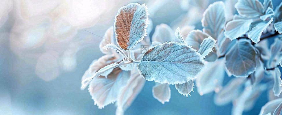 冬天植物上的白霜白雪寒冷霜降小寒摄影图