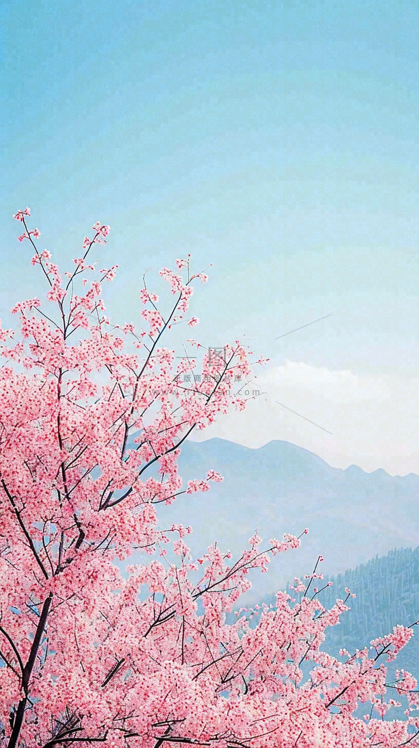 春天山河边蓝天粉色樱花花朵，惊蛰立春