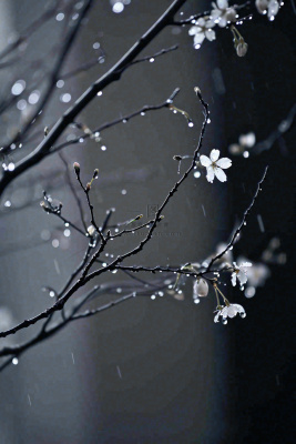 冬天雪花枝叶植物简约意境，冬季小雪大雪冬至摄影图