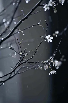 冬天雪花枝叶植物简约意境，冬季小雪大雪冬至摄影图