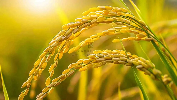 稻田稻谷稻穗粮食收成小满芒种世界粮食日摄影图 稻田稻谷稻穗粮食收成小满芒种世界粮食日摄影图