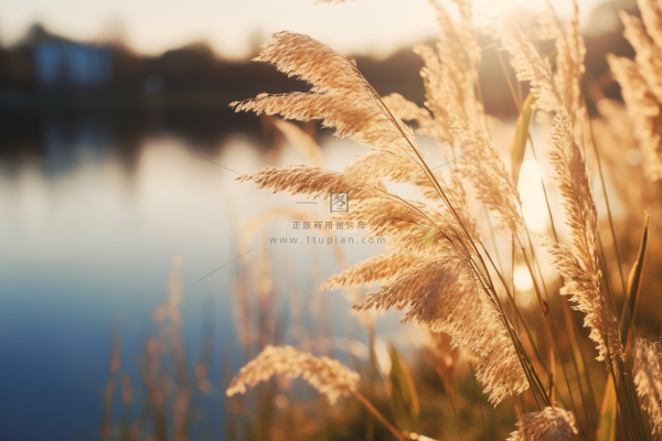 秋天夕阳下芦苇毛絮湖边摄影图