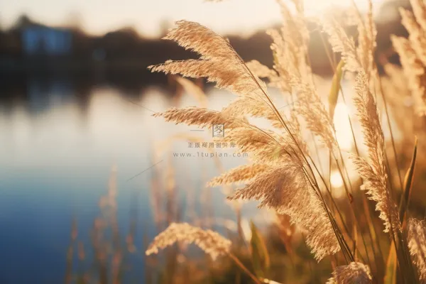 秋天夕阳下芦苇毛絮湖边摄影图
