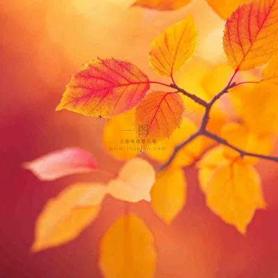 秋天秋意黄色落叶枫叶意境,秋分立秋摄影图 秋天秋意黄色落叶枫叶意境,秋分立秋摄影图