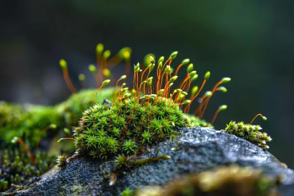 苔藓石壁上生长的苔藓春天摄影图