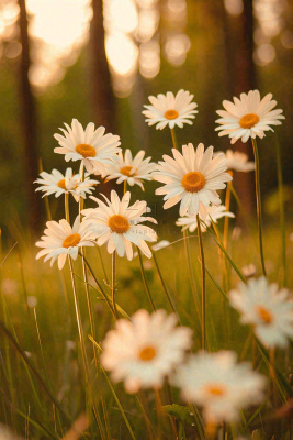 落日小花小草花朵特写，郊游玩耍意境摄影图