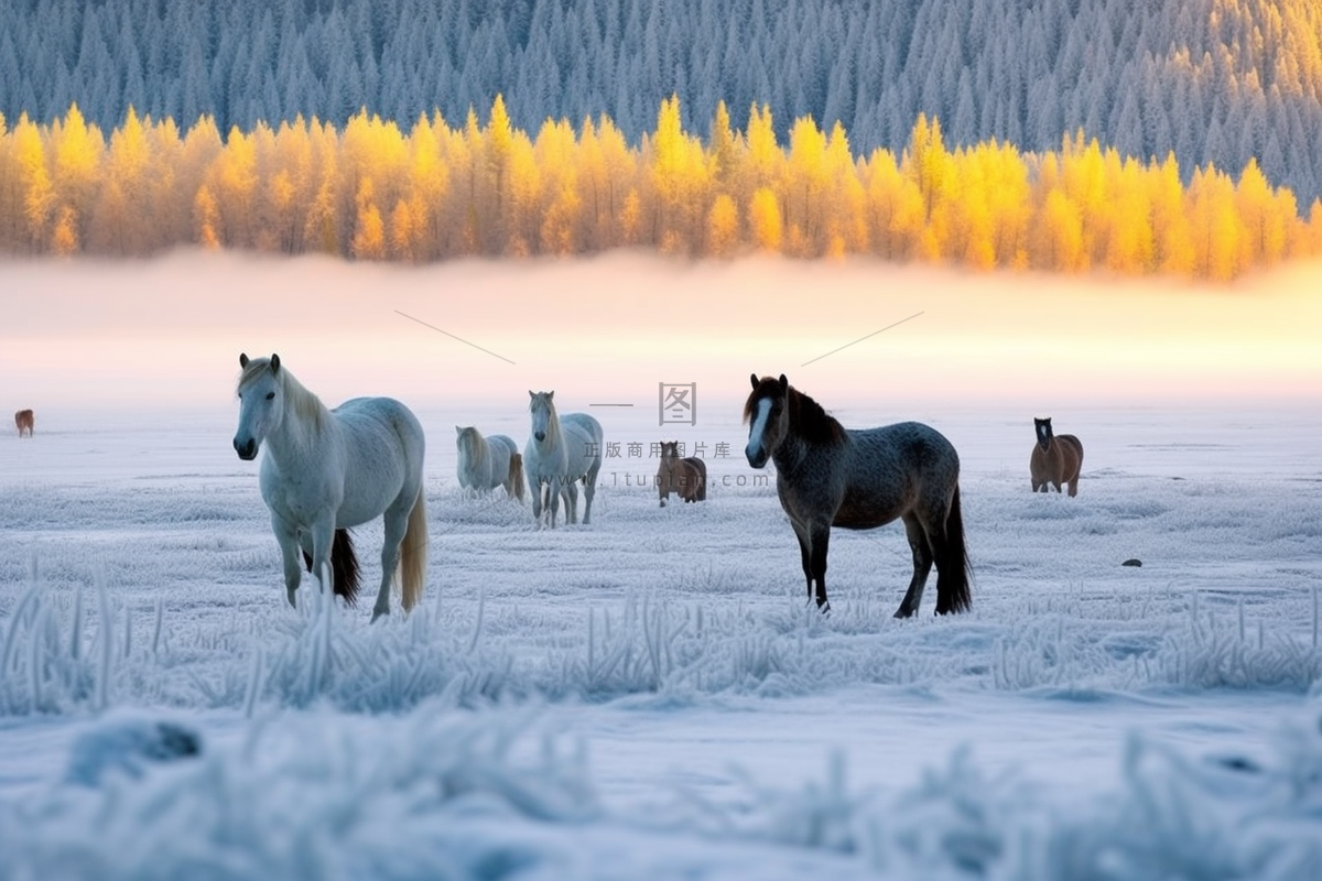 冬季白雪覆盖山体马动物放养摄影图