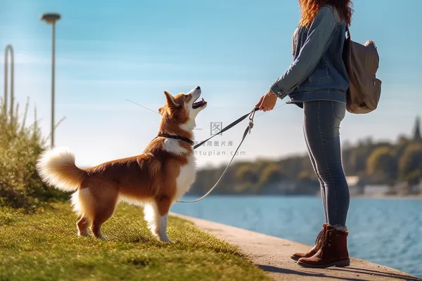 一位女生牵着一只宠物狗摄影图