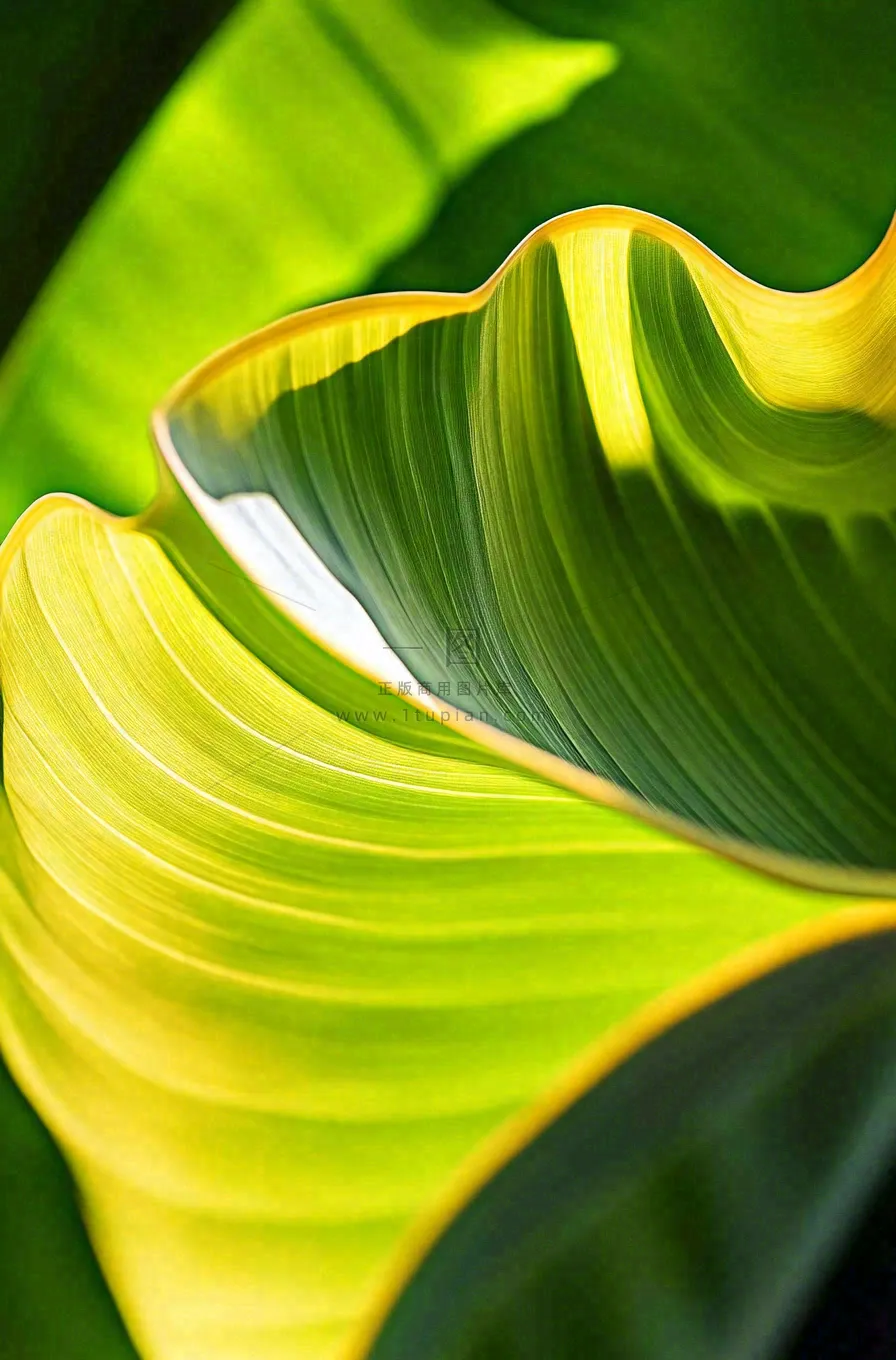 香蕉树芭蕉叶绿色植物摄影图