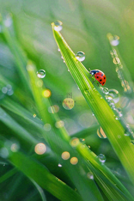 绿叶草丛露珠瓢虫昆虫雨水谷雨惊蛰摄影图 绿叶草丛露珠瓢虫昆虫雨水谷雨惊蛰摄影图