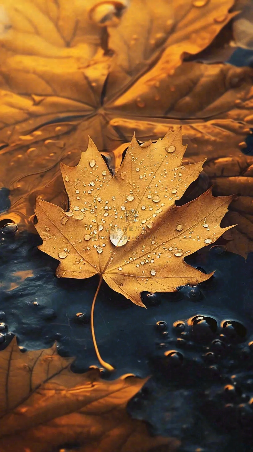 秋天黄色秋叶落叶雨天特写故事感,秋分立秋摄影图