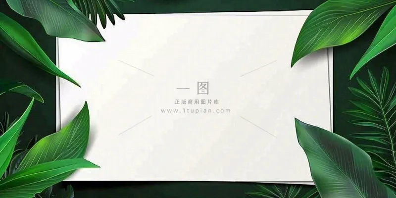 绿叶粽叶绿色边框白色信封端午节插画背景 绿叶粽叶绿色边框白色信封端午节插画背景