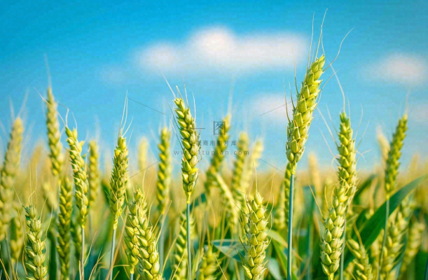 晴天小麦地麦穗绿色小满芒种摄影图