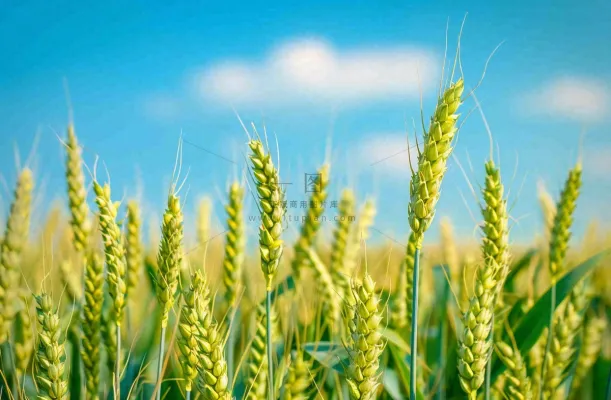 晴天小麦地麦穗绿色小满芒种摄影图