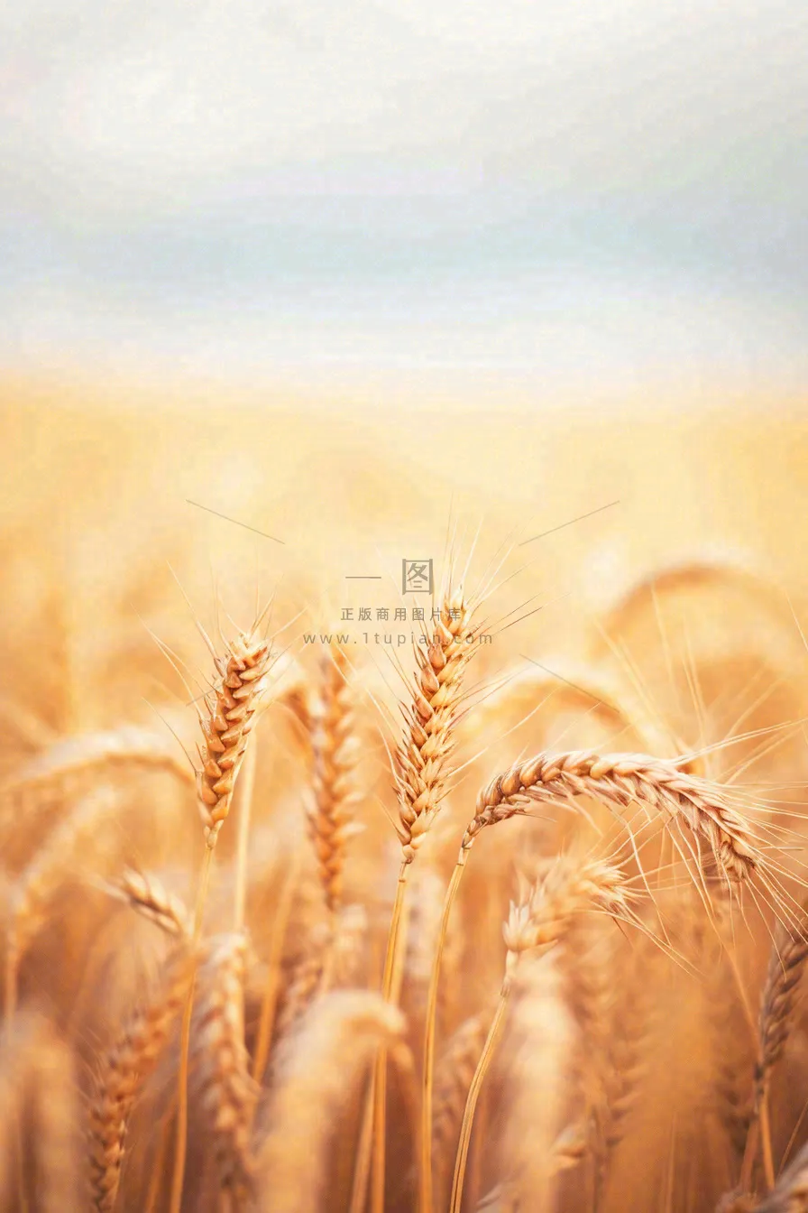 秋天收获小麦收割落日，秋分芒种小满粮食摄影图