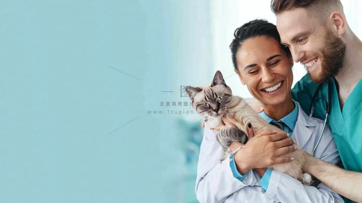 宠物医院猫狗生病救治摄影图 宠物医院猫狗生病救治摄影图