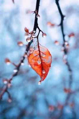 秋叶红色冰水珠背景 秋叶红色冰水珠背景