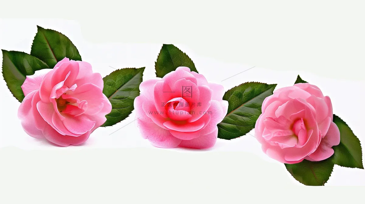 山茶花粉色花朵白色背景摄影图