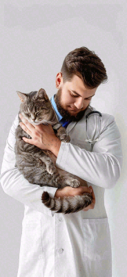 萌宠宠物医院医生抱着猫咪摄影图背景 萌宠宠物医院医生抱着猫咪摄影图背景