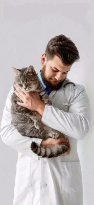 萌宠宠物医院医生抱着猫咪摄影图背景 萌宠宠物医院医生抱着猫咪摄影图背景