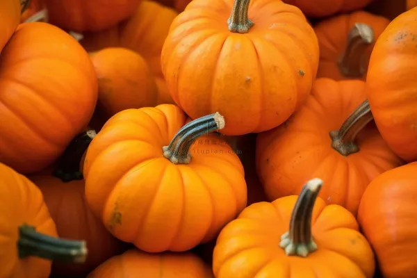 南瓜橘黄色摄影图