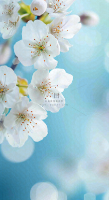 蓝色浪漫白色樱花花朵枝叶,立春惊蛰春分摄影图 蓝色浪漫白色樱花花朵枝叶,立春惊蛰春分摄影图
