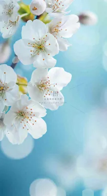 蓝色浪漫白色樱花花朵枝叶,立春惊蛰春分摄影图 蓝色浪漫白色樱花花朵枝叶,立春惊蛰春分摄影图