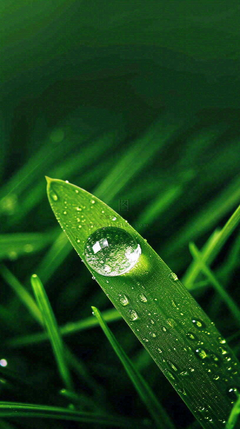 春天树叶草叶上晶莹剔透的水珠,雨水摄影图