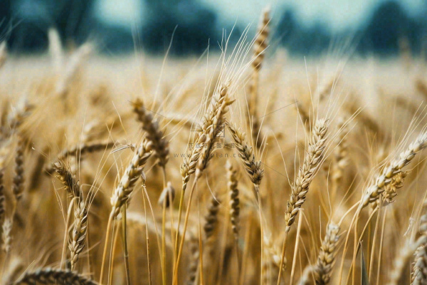 金黄成熟的小麦麦穗农田芒种秋天丰收摄影图