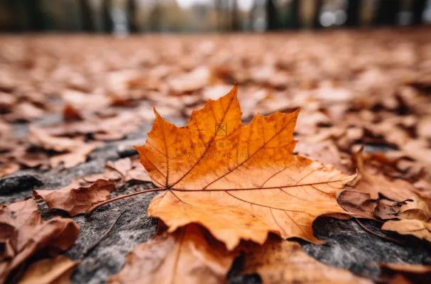 秋天落叶公路道路上摄影图