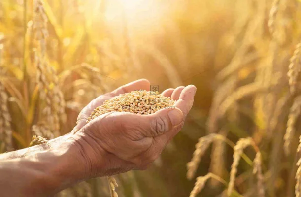 金黄的稻田手捧粮食珍惜粮食芒种世界粮食日摄影图 金黄的稻田手捧粮食珍惜粮食芒种世界粮食日摄影图