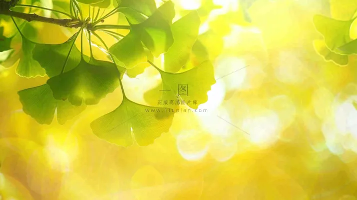 秋天美景银杏叶阳光唯美立秋摄影图