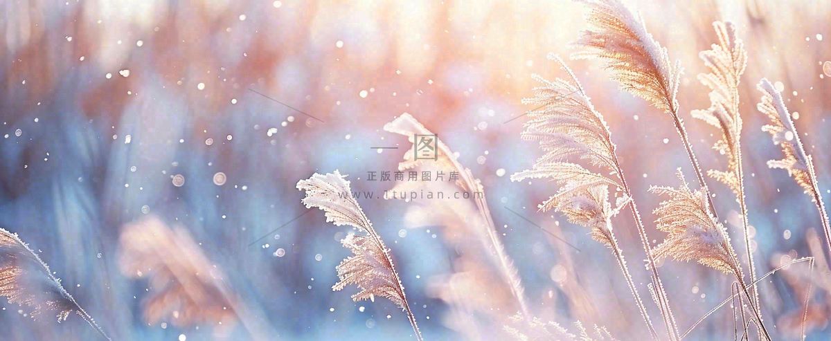 冬天下雪天的芦苇荡夕阳晚霞小雪大雪摄影图