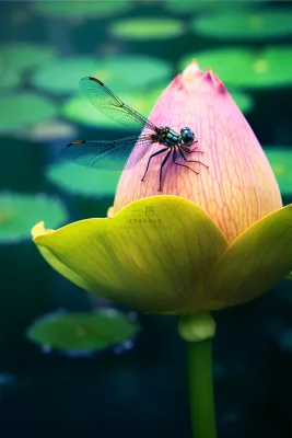 简约小清新荷花蜻蜓意境节气海报背景 简约小清新荷花蜻蜓意境节气海报背景